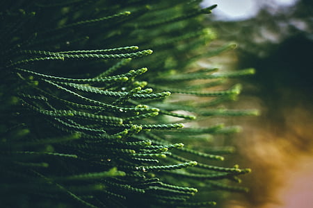 selective focus photography of green leafed plants thumbnail