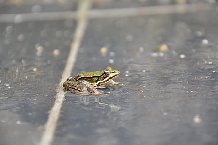 green and brown frog on floor thumbnail
