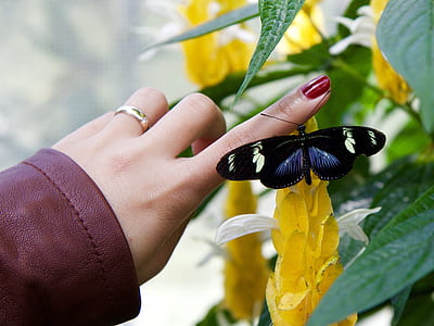 selective focus photo of black and white butterfly perching on person's left index finger during daytime thumbnail