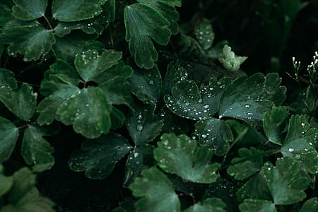 Green Leaves in Macro Shot Photography thumbnail
