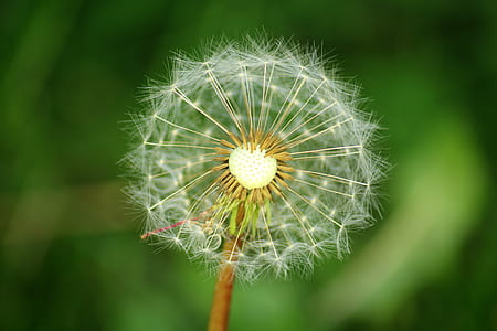 macro photography of weather dandelion flower thumbnail