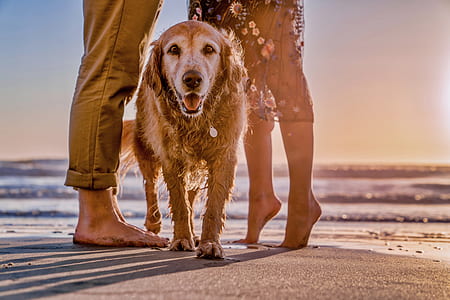 adult golden retriever standing between two people on shore during daytime thumbnail