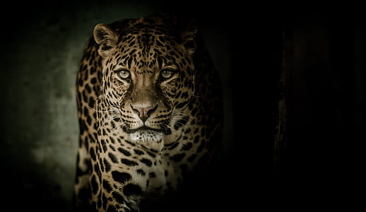 cheetah in close-up photo thumbnail