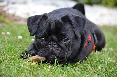 black Pug puppy lying on grass field during daytime close-up photo thumbnail