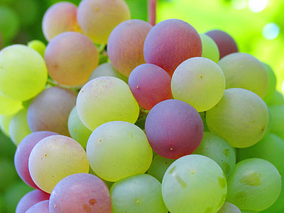 bunch of round fruit thumbnail