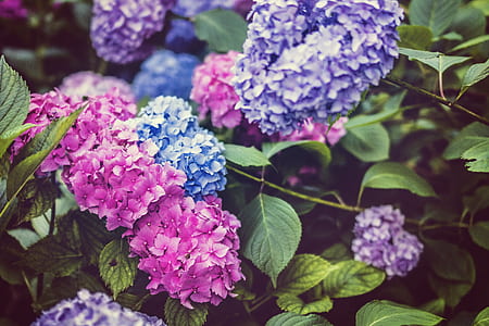 selective focus photo of pink, blue, and purple petaled flowers thumbnail