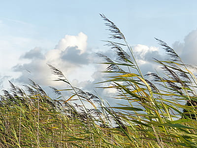 wheat field swept by wind thumbnail