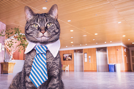 cat wearing necktie thumbnail