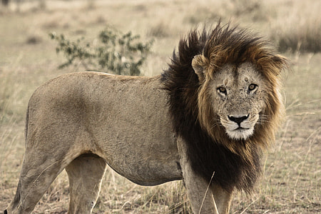 photography of Lion thumbnail