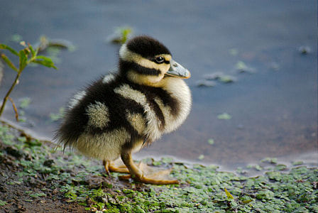 selective focus photography of black and yellow duckling near pool of water at daytime thumbnail