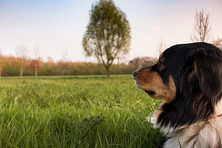 selective photo of Bermuse mountain dog thumbnail