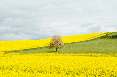 green grass field during daytime thumbnail