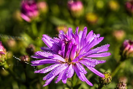 close-up photo of purple chrysanthemum flower with water droplets thumbnail