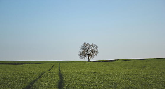 green plant field under blue sky thumbnail