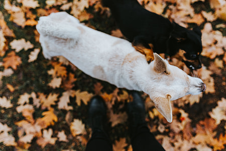 Autumn walk with dogs thumbnail