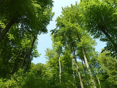 low-angle photography of green trees thumbnail