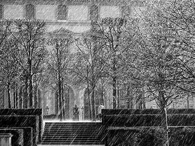tree under the heavy rain thumbnail