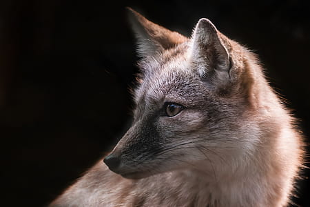 closeup photo of brown and white fox thumbnail