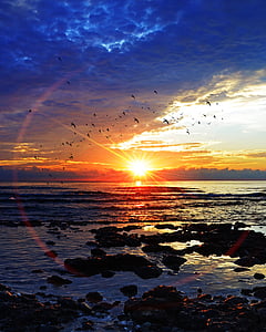 flock of birds flying above ocean thumbnail
