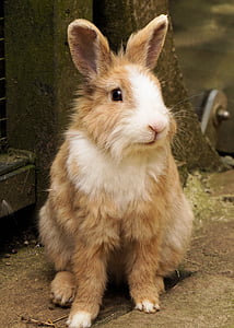 photo of hare beside tree thumbnail