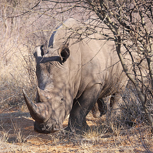 photo of rhinoceros near leafless tree thumbnail