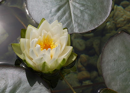 white and green water lily thumbnail