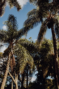Tropical Botanical Garden in Belem, Lisbon, Portugal thumbnail