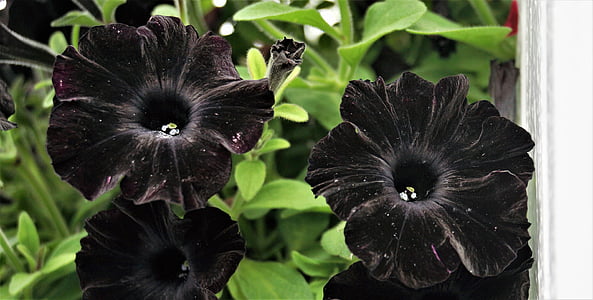 black petunias closeup photography thumbnail