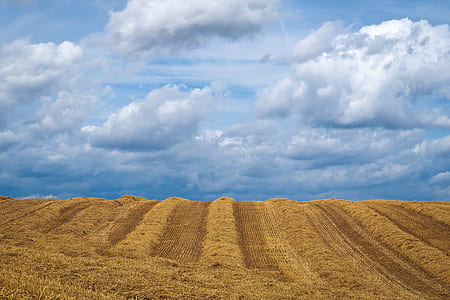 beige field thumbnail