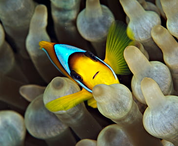 close-up photo of clown fish thumbnail