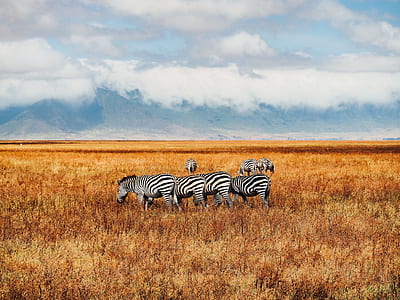 dazzle of zebras on grassland during daytime thumbnail