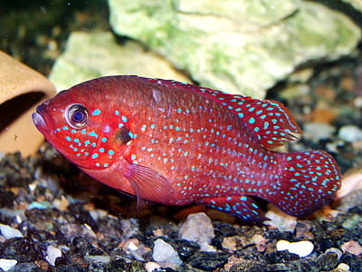 red guppy fish thumbnail