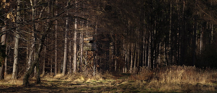 brown leafed trees photo during daytime thumbnail