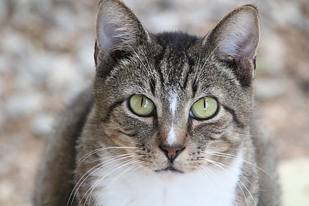 selective focus photography of brown tabby cat thumbnail