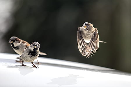 selective focus photography of three brown-gray-and-black birds thumbnail