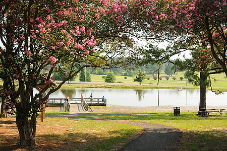 pink petaled tree near river thumbnail