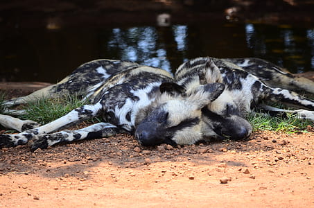 two hyenas sleeping thumbnail