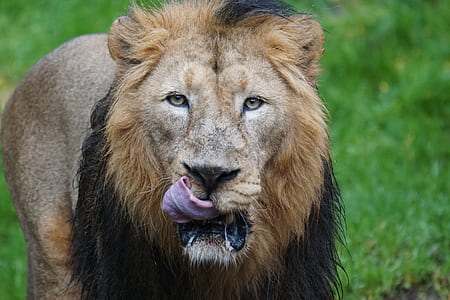 closeup view of brown lion on green grass thumbnail