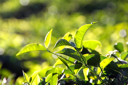 tilt shift view of green plants thumbnail