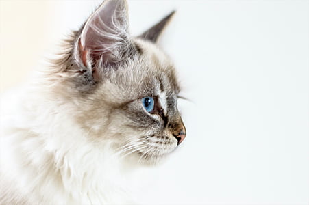 white and gray Persian cat facing right painting thumbnail