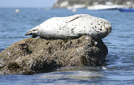 white seal on rock thumbnail