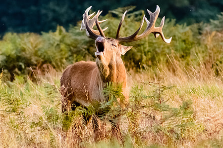 shallow focus of photography brown moose thumbnail