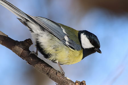 yellow and black bird on tree branch thumbnail