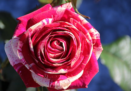 red and white rose shallow focus photography thumbnail