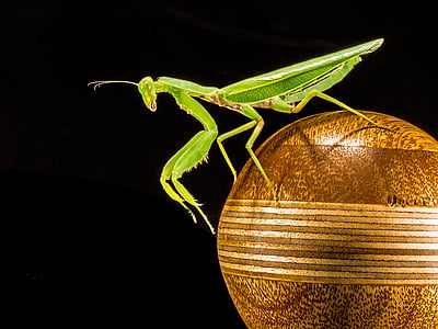 praying mantis on brown ball thumbnail