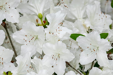 shallow focus photography of white flowers thumbnail