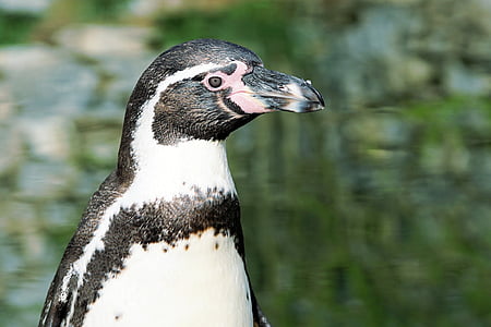 selective focus photography of magellanic penguin thumbnail