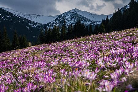 purple, white, flowers, mountain thumbnail