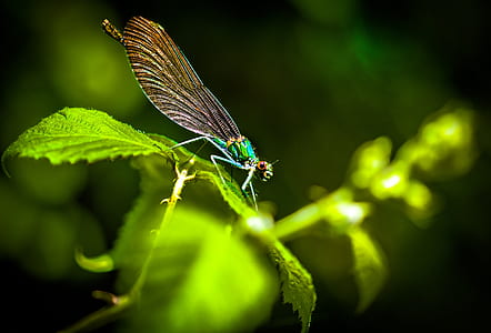 selective focus photography of green damselfly perching on green leaf thumbnail