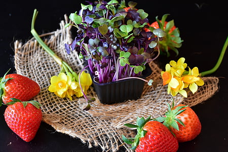 purple and green leafed plants thumbnail